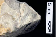 Foto (Detailansicht) von Galatheites sp. (NHMW-GEO-1990-0041-0321)